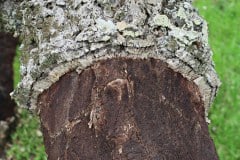 IMG_2648_resize