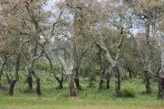 IMG_2664_resize