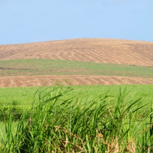 sugar cane harvests and new plantings