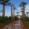 madagascar_baobab_trees