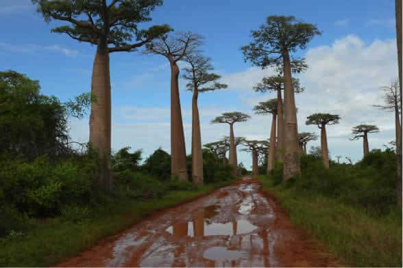Madagascar Baobab trees