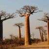 Jo winds her way down the Baobab Avenue
