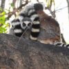 lemure-madagascar