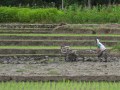 motorcycle-travel-inodesia-IMG_2882E_resize