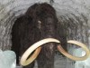 Best preserved Mammoth ever