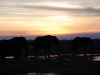 Large silhouettes