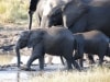 Resize of Botswana 106