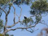 Fishing Eagle
