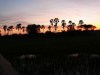 African delta sunrise