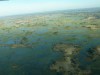 Okavango Delta lush