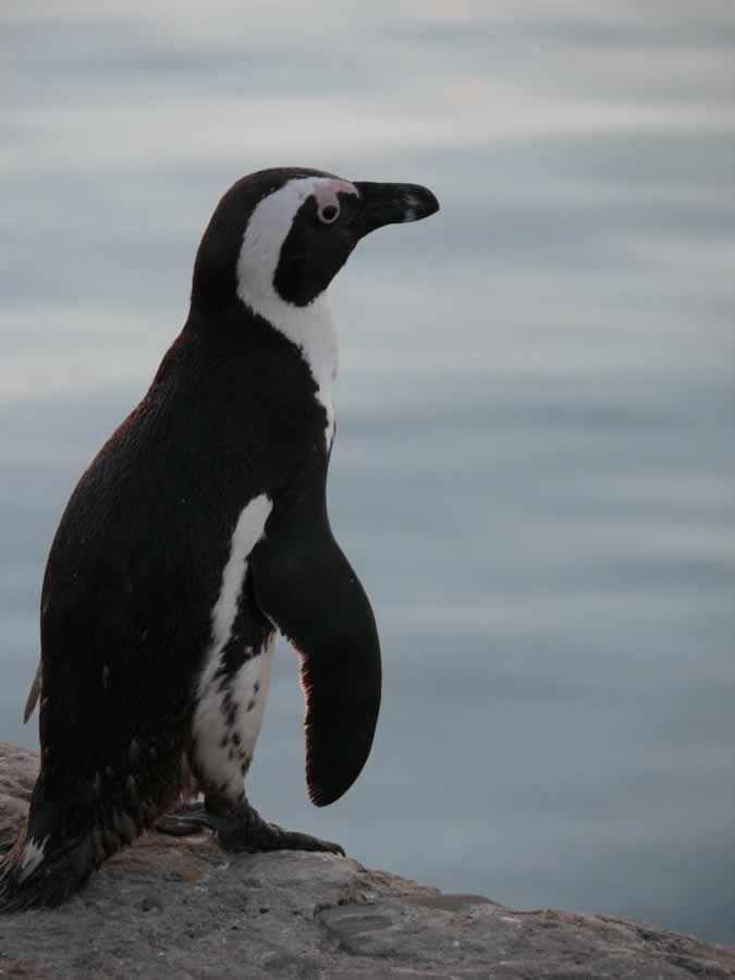 Robben Island Penguin