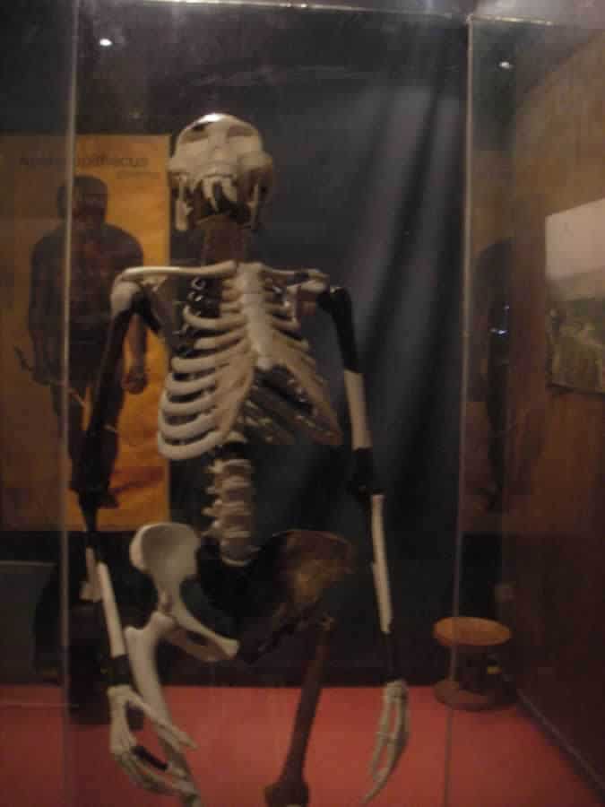 Lucy the 1 metre tall 3.5m year old hominid