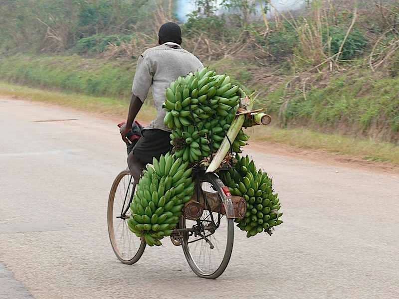 Banana Bike Song