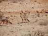 desert dogs