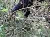 ..George of the Jungle, watch out for that tree