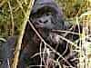 George, George of the Jungle ---