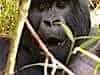 aay