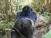 Silverback - 200kg means he's boss here