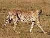 You cheetah