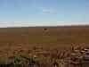 lonely tree