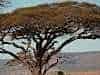 Spot the leopard ....