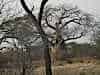 Babaob tree