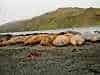 Blubber Mountain