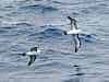 Albatross