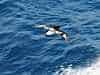 Cape Petrel