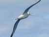 Southern Albatross