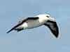 Handsome Albatross
