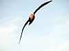 Banking Albatross
