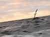 Speedy Albatross