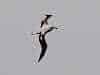 Giant Southern Albatross