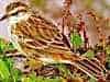 Pipit