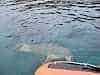 Friendly sealion