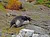 Fiordland Penguin off course
