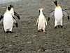 King Penguins Keep their distance from this Royal Pretender