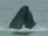Humpback breath