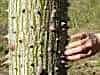 Even the trees are pricks