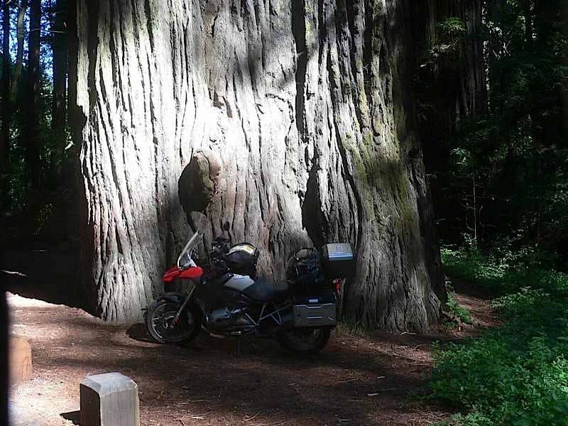 Redwood Forest makes bikes look small