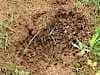 Ant's nest