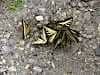 Butterfly orgy?
