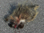Road Kill