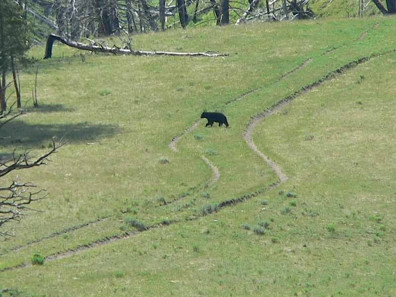 Bears always best at a distance