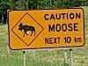 Plenty of sign of Moose - yet to see one