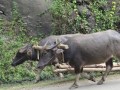 Motorcycling_burmaIMG_1865_resize