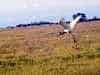 Jumbo Jet landing