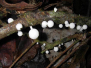 Micro Fauna & Flora