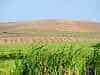 sugarcane for biofuels